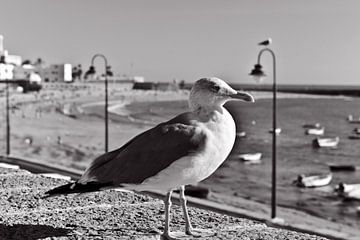 Prachtige zeemeeuw op het strand La Caleta van Cádiz - monochroom