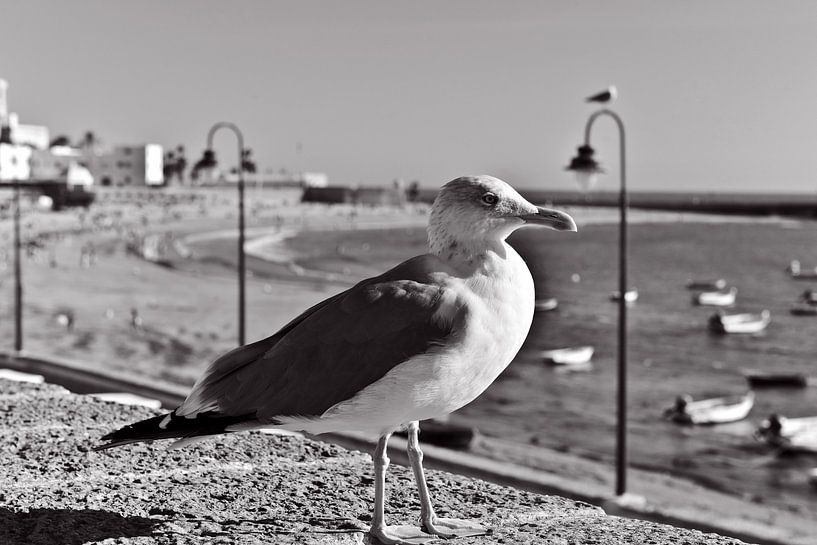 Magnifique mouette sur la plage La Caleta de Cadix - monochrome par Silva Wischeropp
