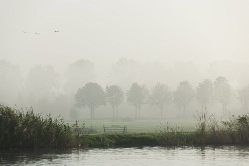 misty morning