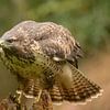 Buizerd ziet iets vliegen van Tanja van Beuningen