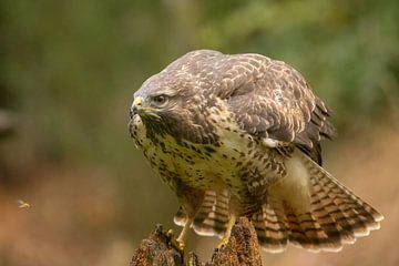 Bussard sieht etwas fliegen