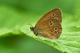 Brown Woodbird by Karin Jähne