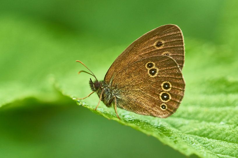 Bruine bosvogel van Karin Jähne