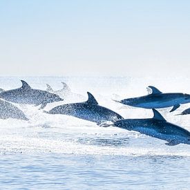 Group Atlantic Bottlenose Dolphins by Raynaud Ritsma