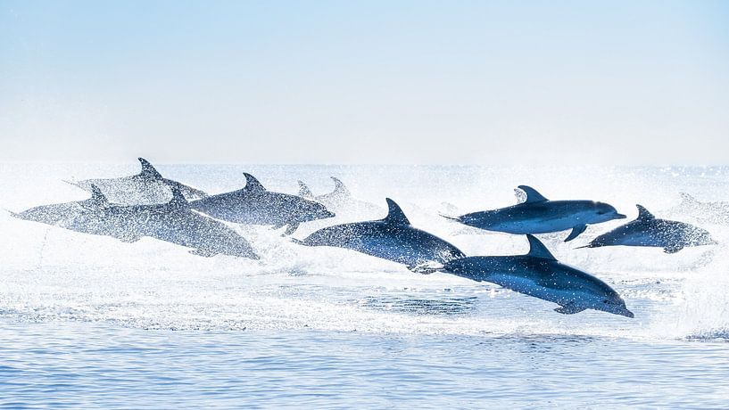 Gruppe Atlantic Bottlenose Delphin von Raynaud Ritsma
