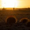The cacti on Bonaire at sunset by Bas Ronteltap
