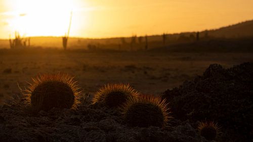 De cactussen op Bonaire bij zonsondergang van Bas Ronteltap