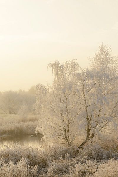Winterlandschaft im Flussdelta der IJssel bei Kampen von Sjoerd van der Wal Fotografie