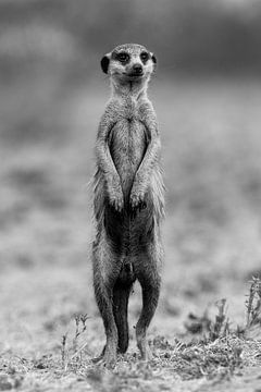 Meerkat by Jacco van Son