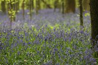 Wilde hyacinten by Rob Hendriks thumbnail