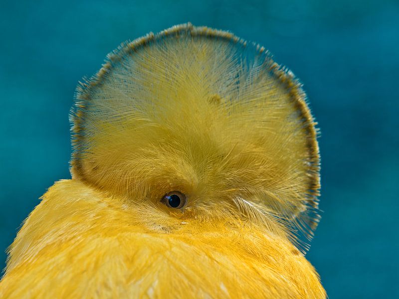 Strange bird - the cyclops by BHotography