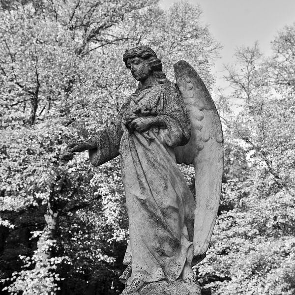 Enchanting angel - monochrome by Silva Wischeropp