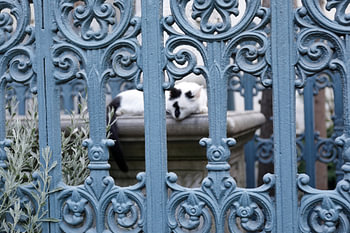 Katze hinter dem Zaun