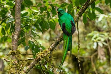 De quetzal in Monteverde Cloud Forest. van Tim Link
