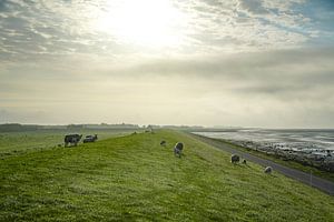 Moutons sur la digue de Terschelling sur Dirk van Egmond