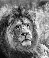 Le roi du royaume des animaux, le lion, se reposant au soleil de midi.