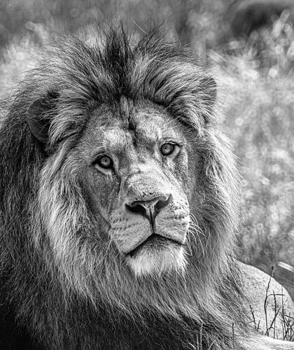 The king of the animal kingdom, lion, resting in the noonday sun.