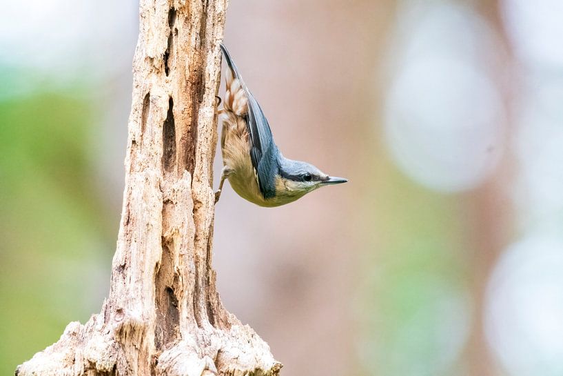 Nuthatch by Merijn Loch