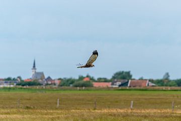 Texel - Fly-by Buizerd  langs Den Hoorn 01
