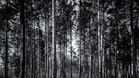 Trees in the forest by Enrico Veneziano thumbnail