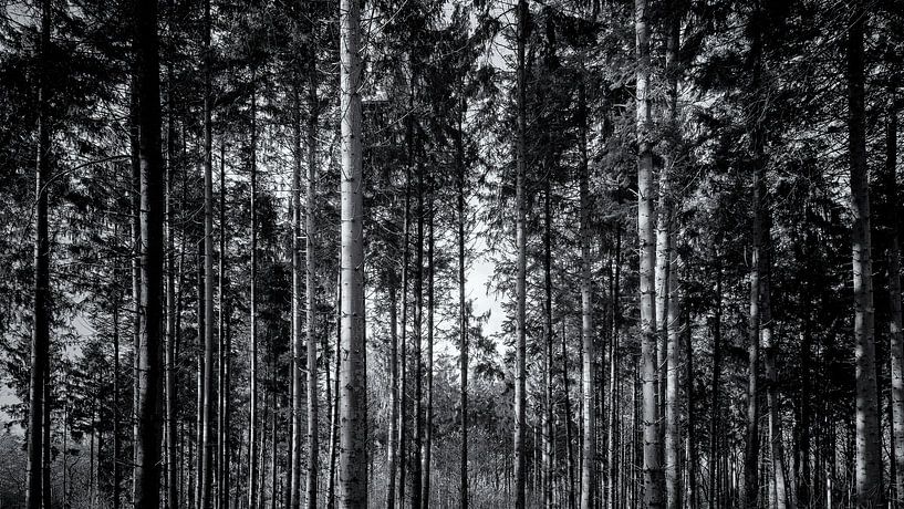 Trees in the forest by Enrico Veneziano