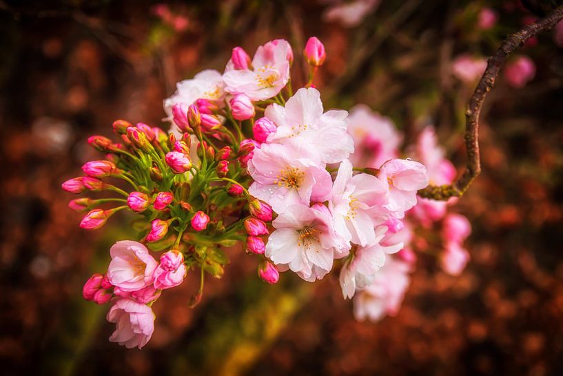 White by DaylightScanPhotography
