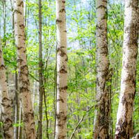 Birches in spring
