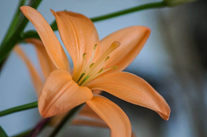 Orangenblüte von Niek Traas