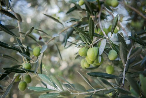 olijven