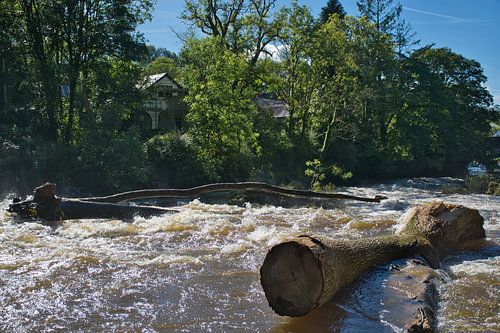 Boomstammen vast bij Cenarth Falls