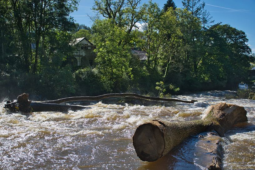 Tree trunks stuck at Cenarth Falls by Frank's Awesome Travels