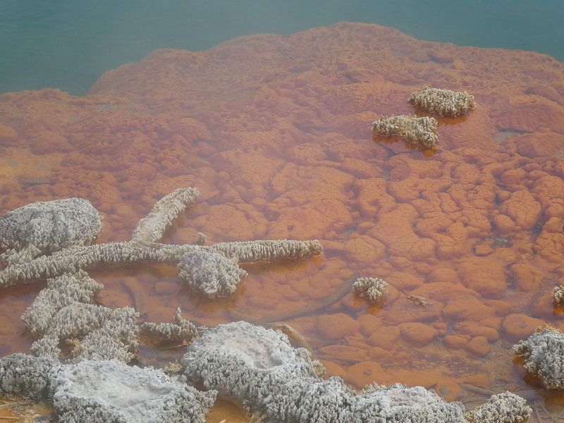 New Zealand, under water, North Island by Anita Tromp