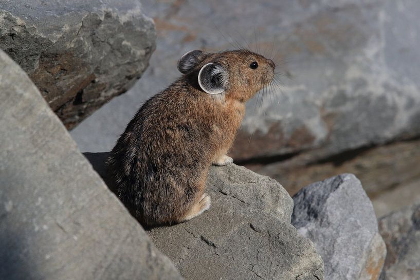 Pika Glacier National Park Montana USA by Frank Fichtmüller