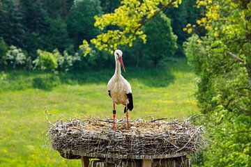 Ooievaar in nest met kuikens van Roland Brack