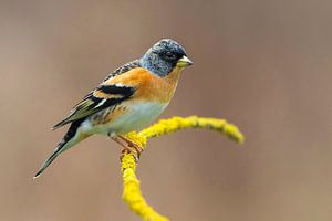 Halten, Fringilla montifringilla