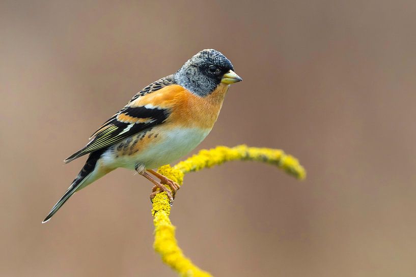 Garde, Fringilla montifringilla par Beschermingswerk voor aan uw muur