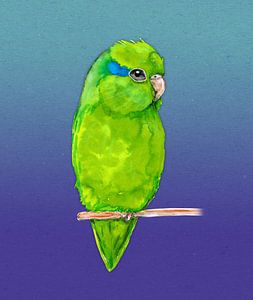 Blaugenick-Sperlingspapagei Aquarell