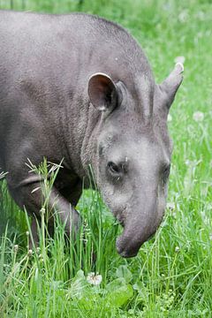 Funny curved tapir trunk stretches towards tasty green grass by Michael Semenov