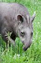 Funny curved tapir trunk stretches towards tasty green grass by Michael Semenov thumbnail