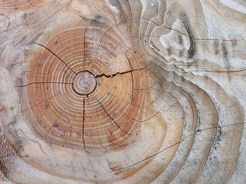 Cernes annuels des arbres