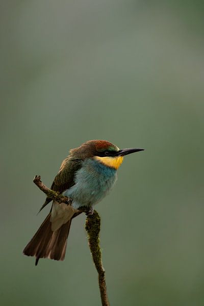 Colorful Bee-Eater by 7.2 Photography