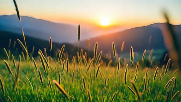 Avondlicht in de zee van grassen