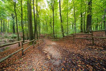 In het bos in Brakel tijdens de Herfst periode.