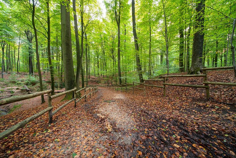 In the forest in Brakel during the Autumn period. by Marcel Derweduwen