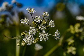 Pfeifenkraut von Jaap van den Bosch