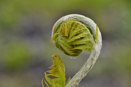 Gekrulde varen by Susan Dekker