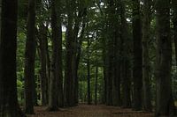 Forêt sombre