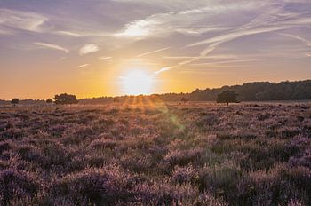 Planken Wambuis part 20