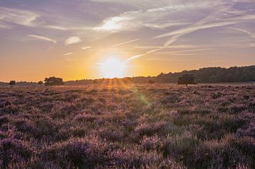 Planken Wambuis part 20 van Tania Perneel