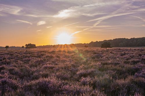 Planche Wambuis partie 20